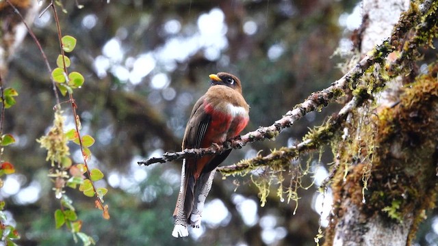 Masked Trogon - ML642691029