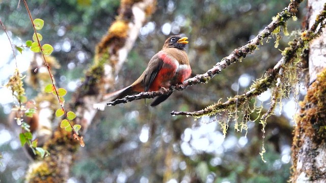 Masked Trogon - ML642691030