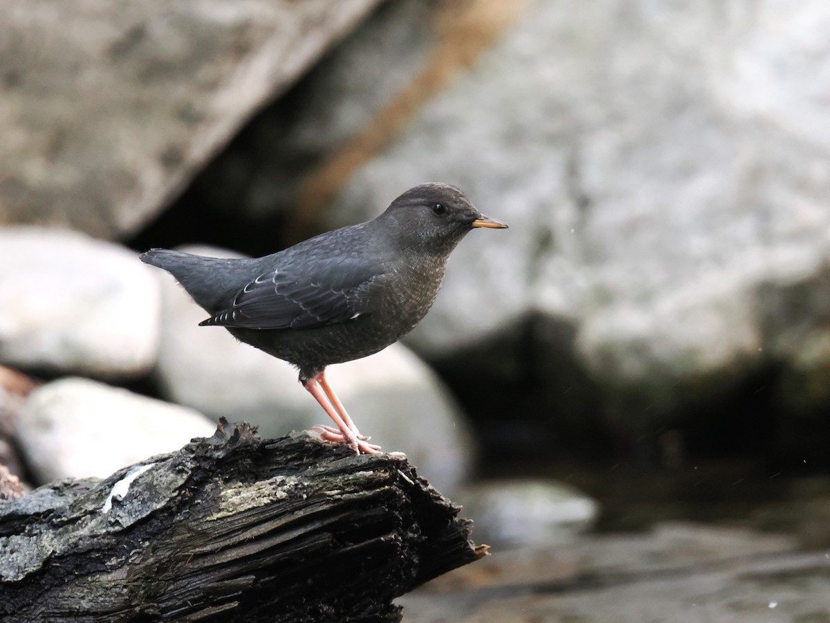 American Dipper - ML642691032