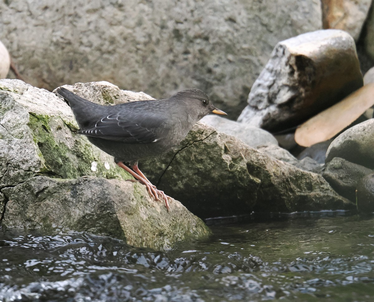 American Dipper - ML642691033