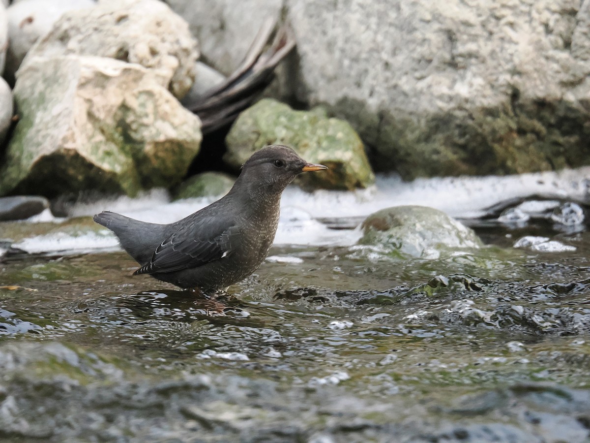 American Dipper - ML642691034