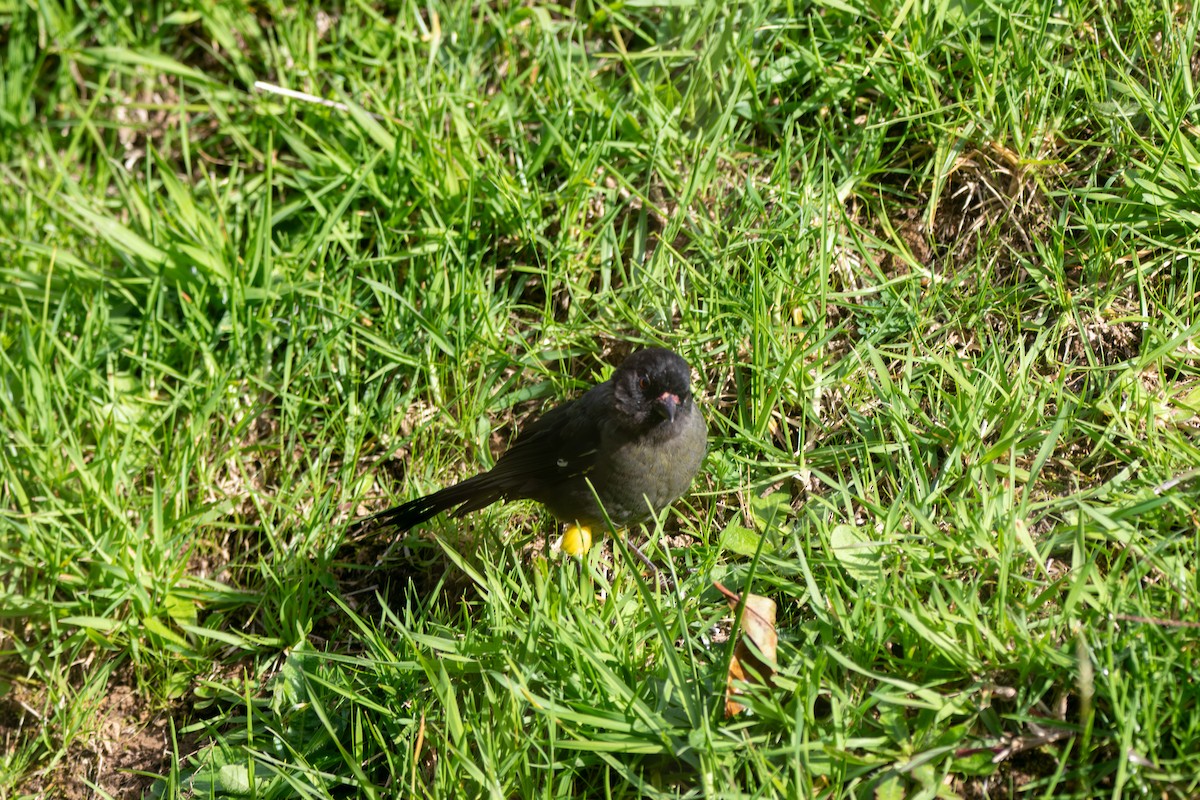 Yellow-thighed Brushfinch - ML642691035