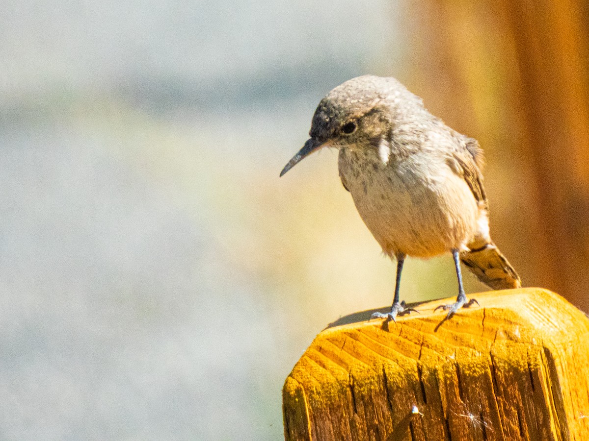 Rock Wren - ML642691041