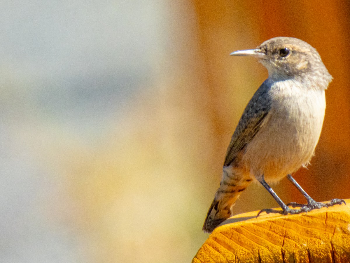 Rock Wren - ML642691042
