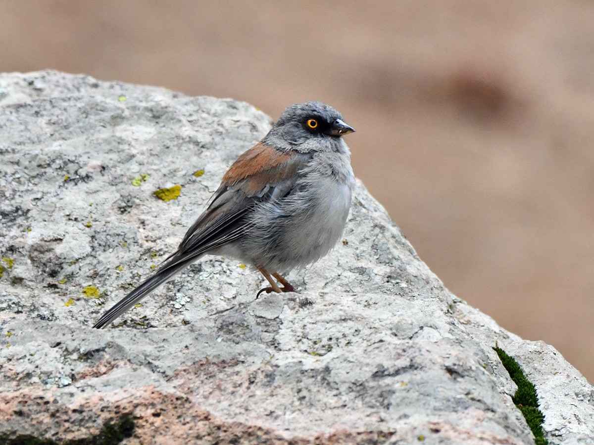 Junco aux yeux jaunes - ML642691043