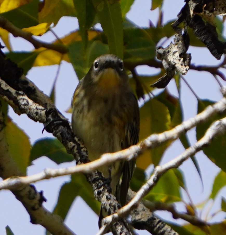 Yellow-rumped Warbler - ML642691047