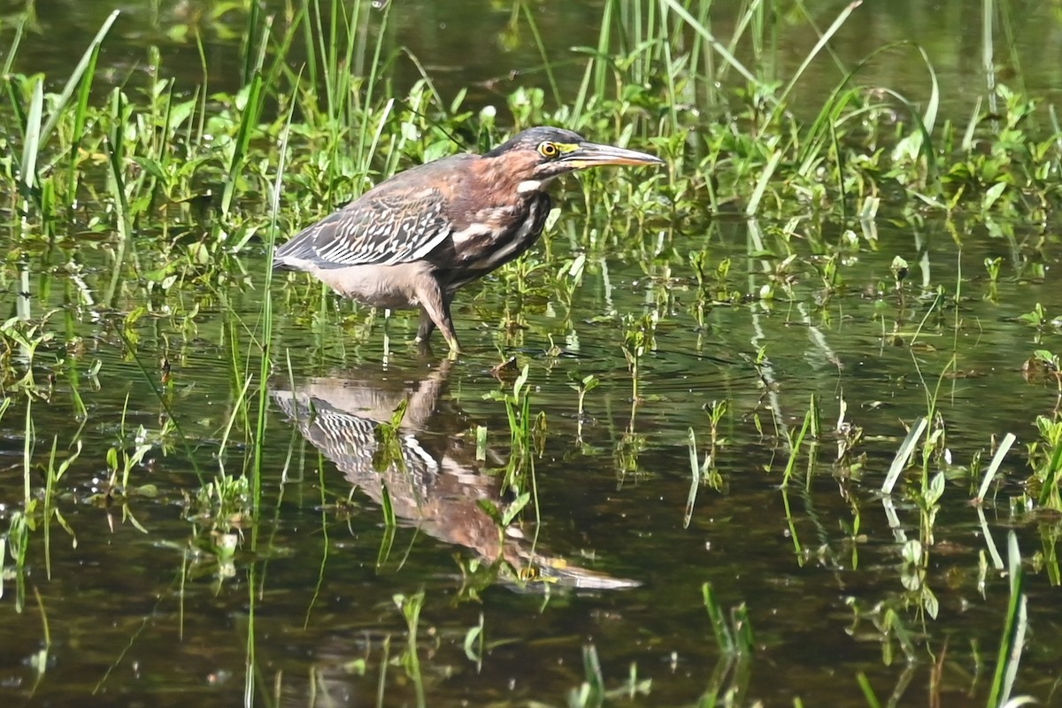 Green Heron - ML642691048