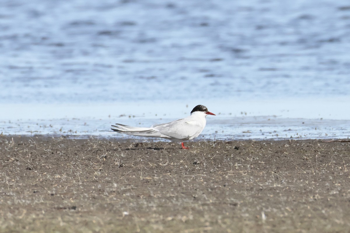 Sterne arctique - ML642691052