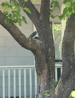 California Scrub-Jay - ML642691054