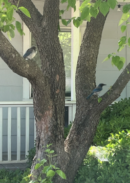 California Scrub-Jay - ML642691055