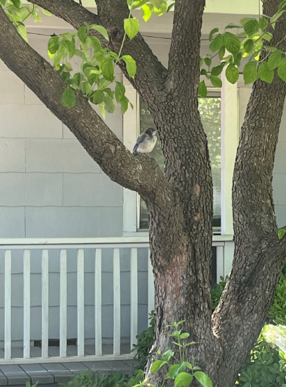 California Scrub-Jay - ML642691056