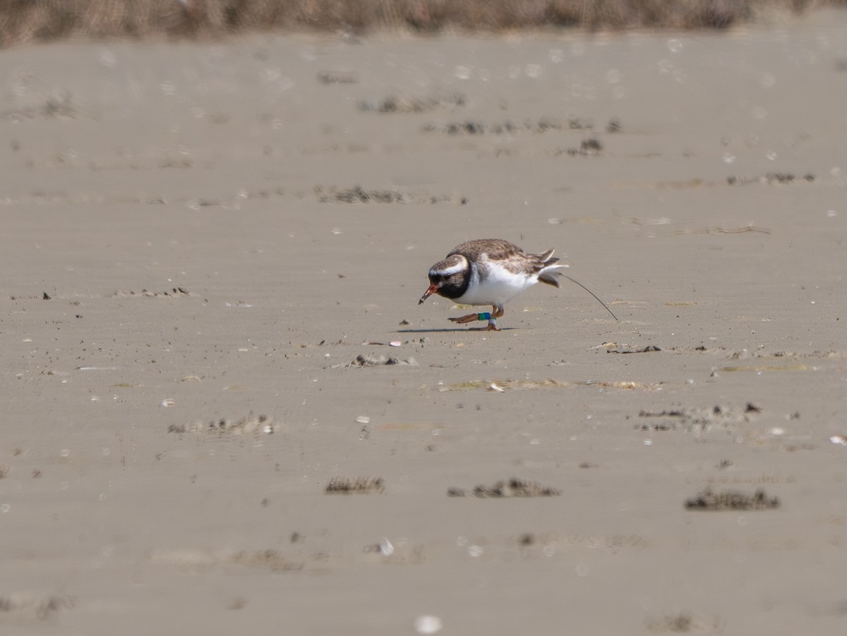 Shore Plover - ML642691065