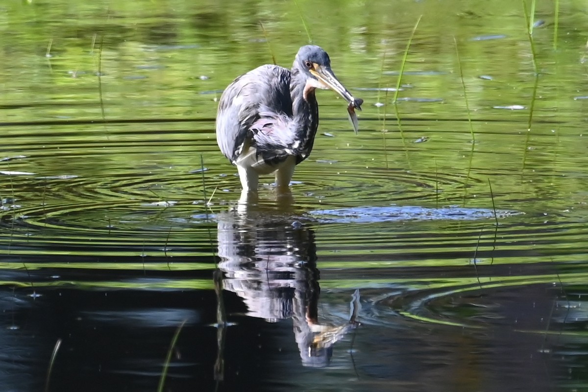 Tricolored Heron - ML642691068