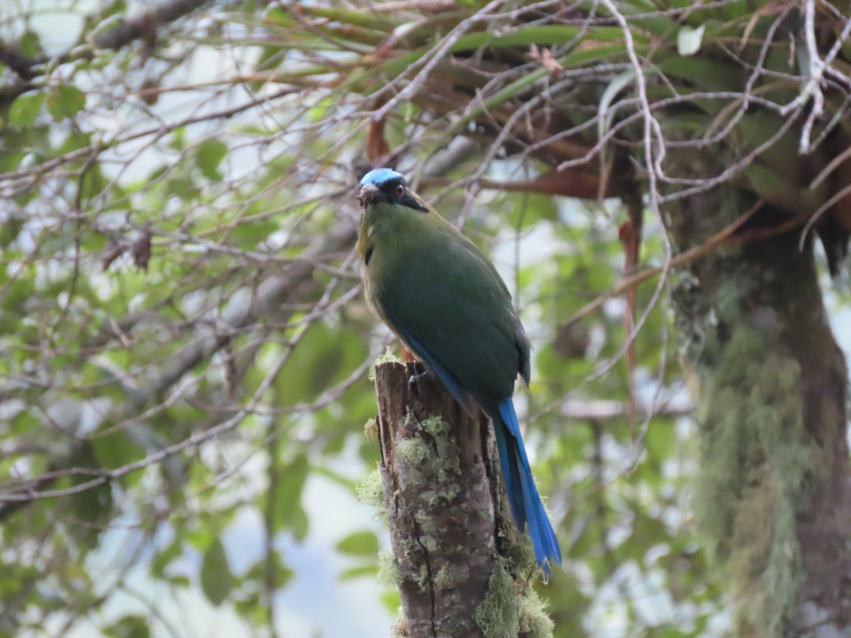 Motmot d'Équateur - ML642691073