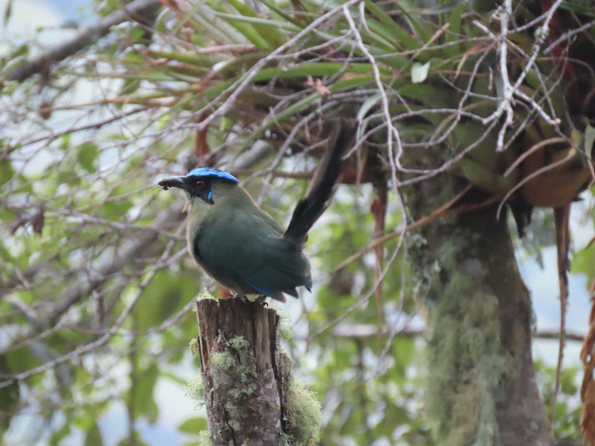Motmot d'Équateur - ML642691074