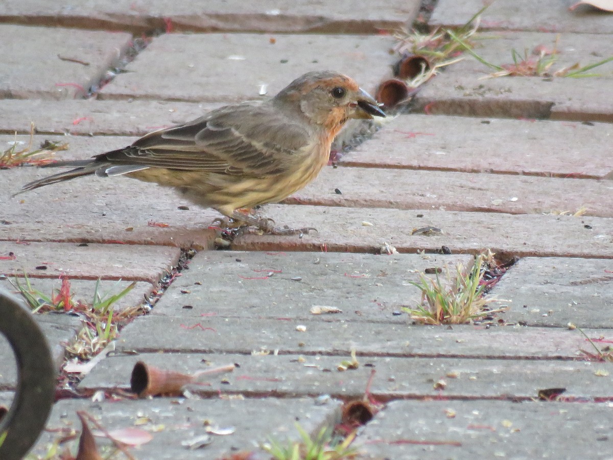 House Finch - ML642691085