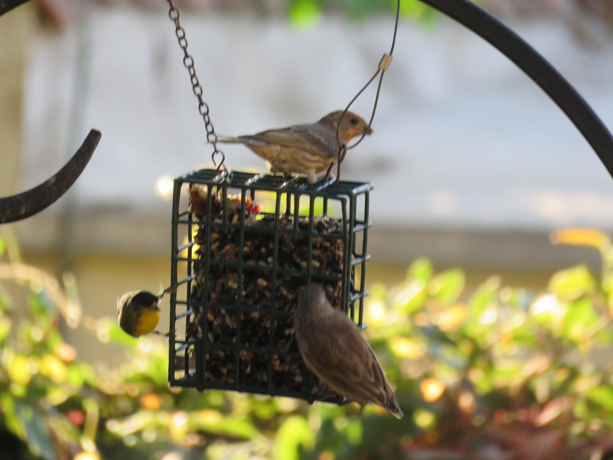 House Finch - ML642691086