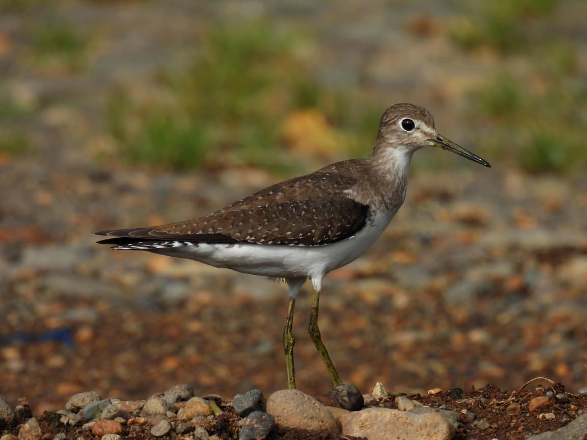 Solitary Sandpiper - ML642691087