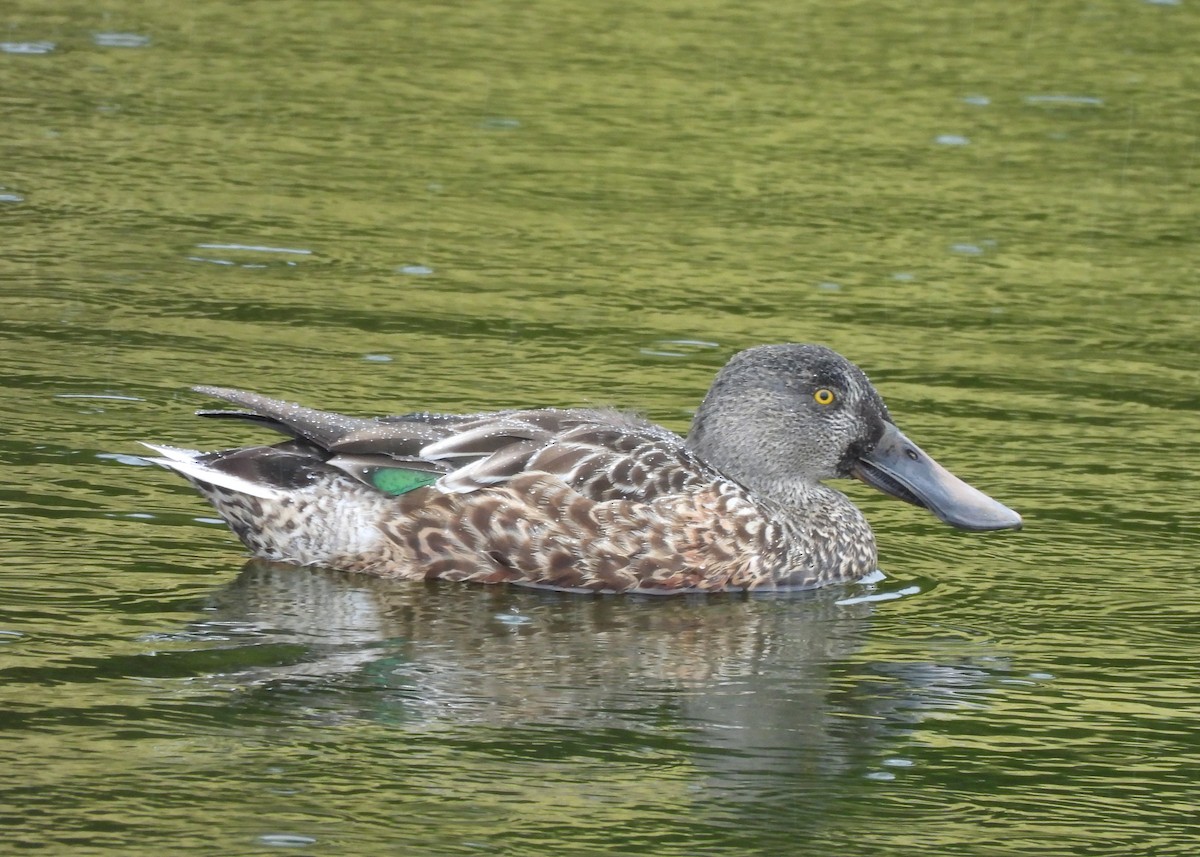 Löffelente - ML642691091