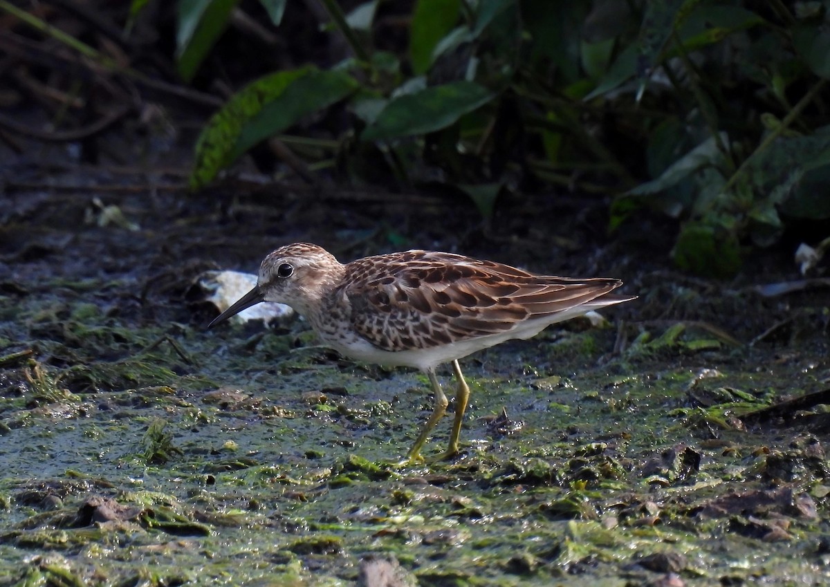Least Sandpiper - ML642691095