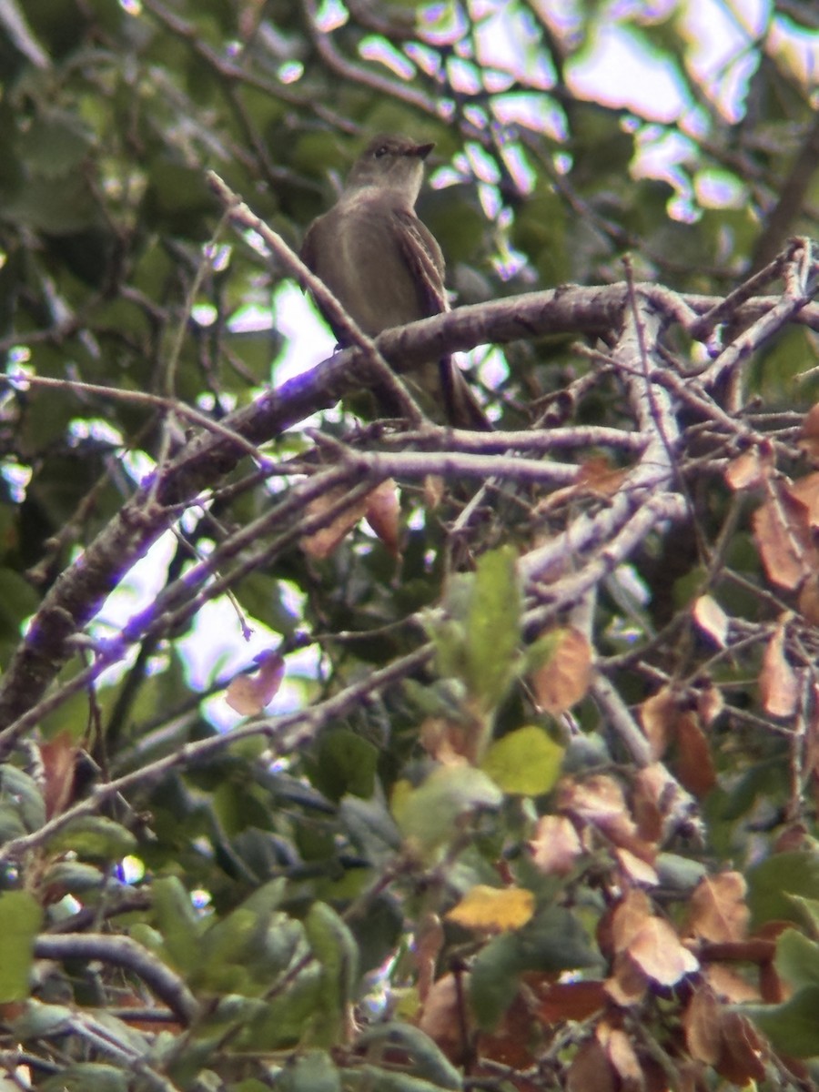 Western Wood-Pewee - ML642691098