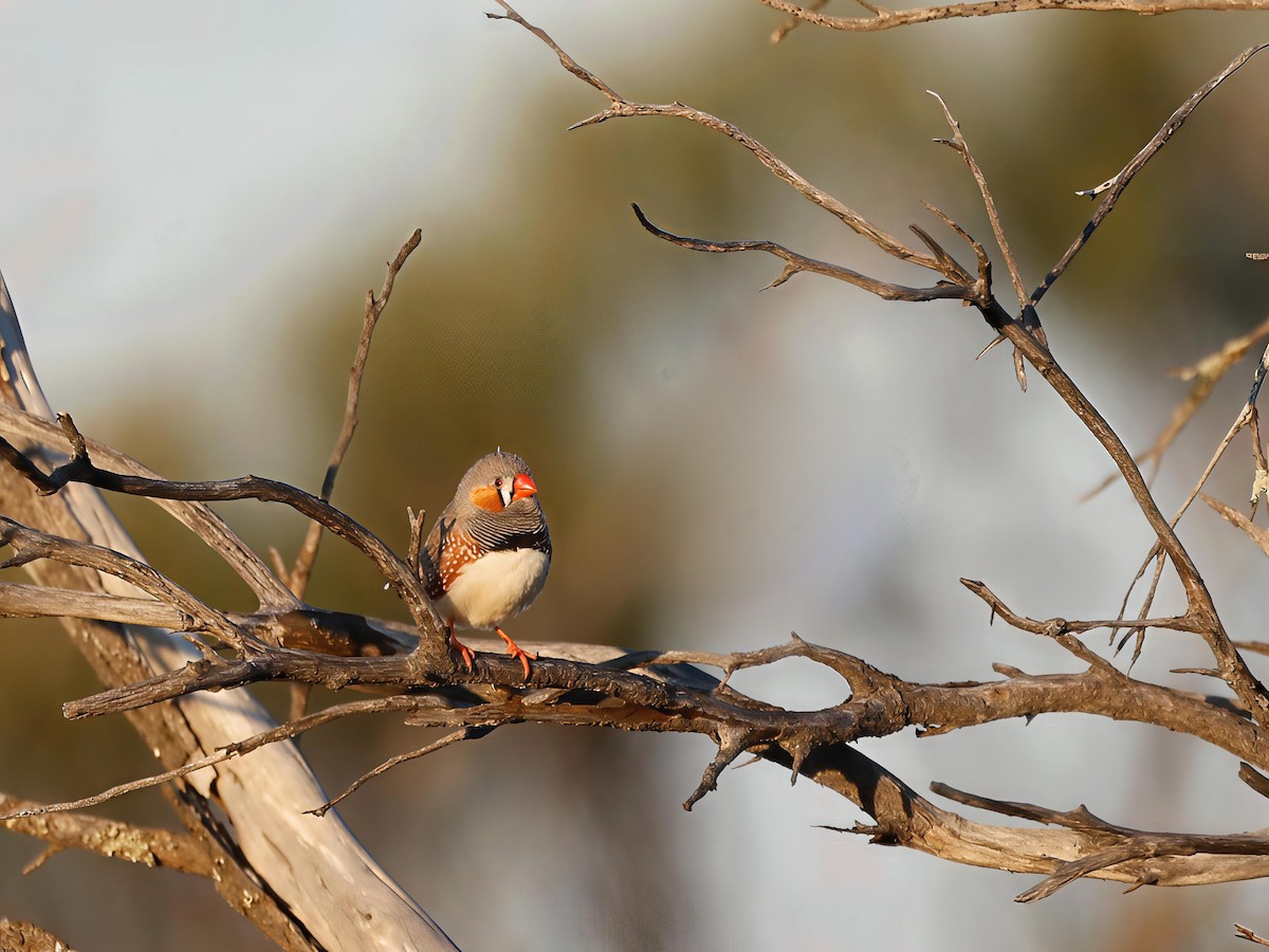 Zebra Finch - ML642691099