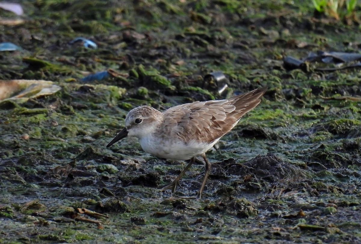 Semipalmated Sandpiper - ML642691100