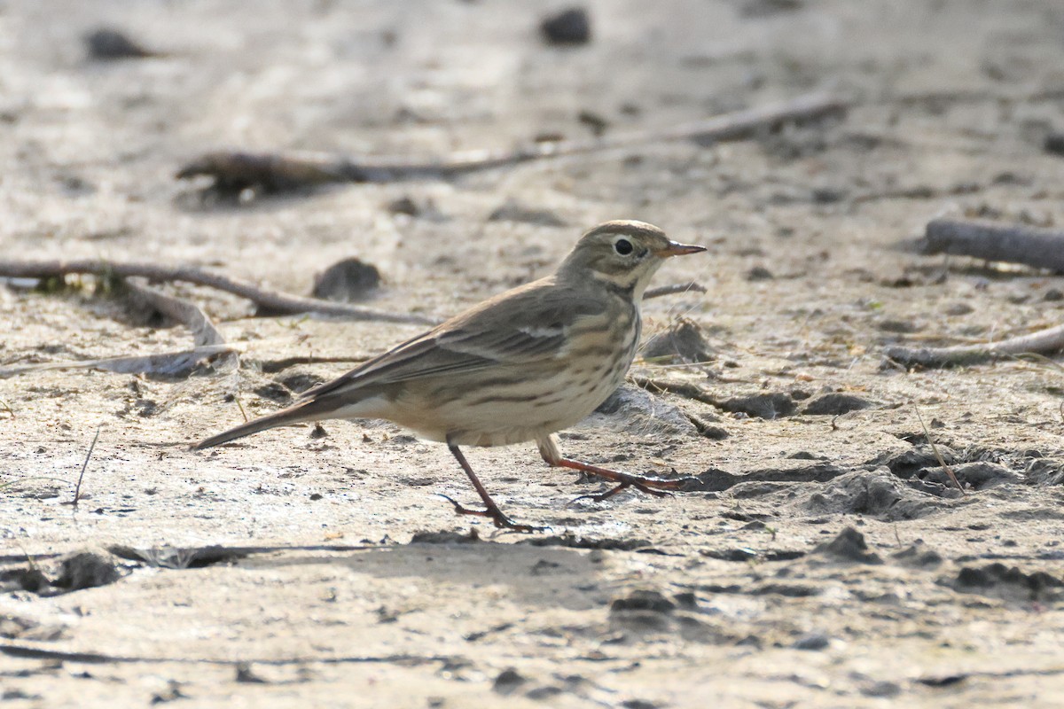 American Pipit - ML642691101