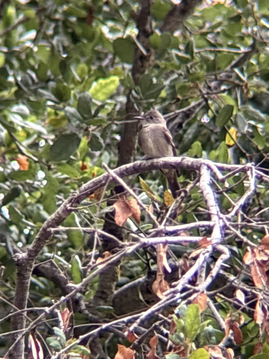 Western Wood-Pewee - ML642691102