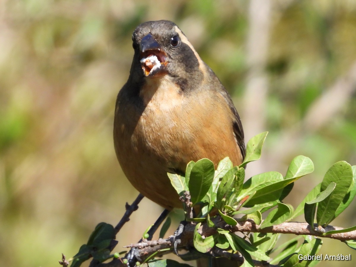 Golden-billed Saltator - ML642691106
