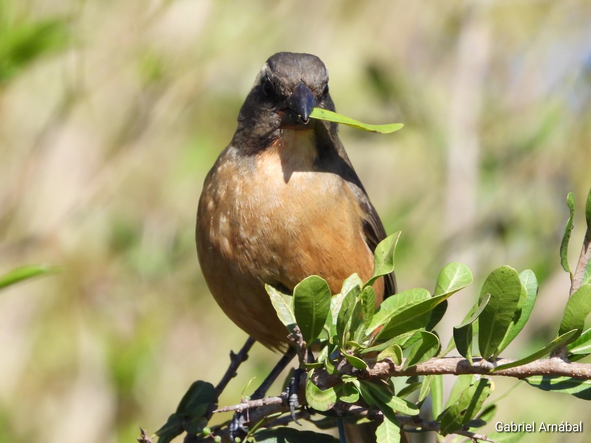 Golden-billed Saltator - ML642691107