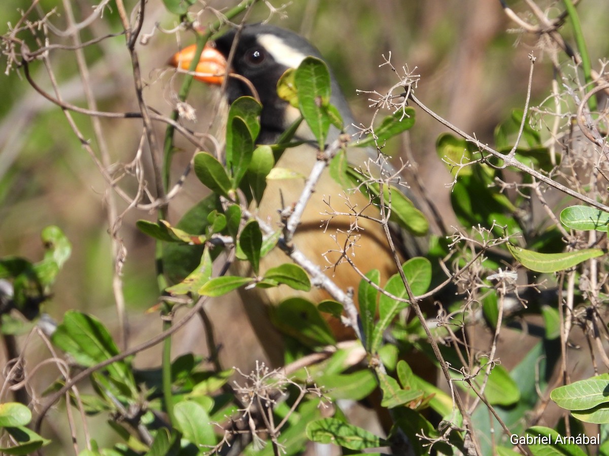 Golden-billed Saltator - ML642691108