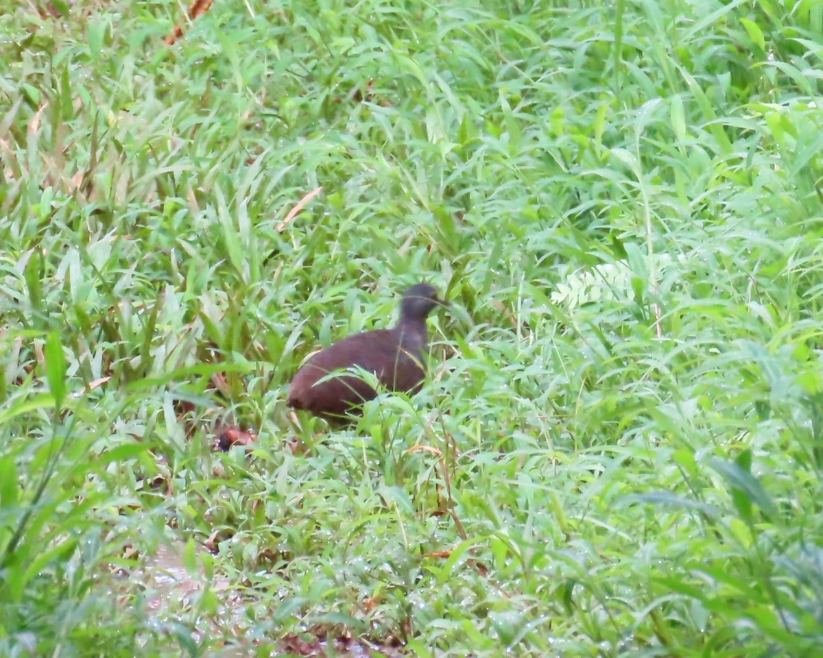 Little Tinamou - ML642691109