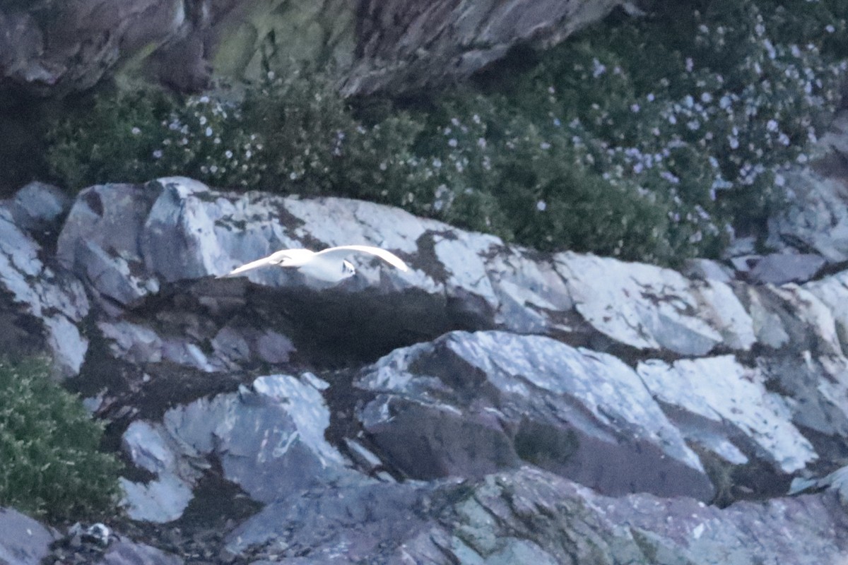 Black-legged Kittiwake - ML642691111