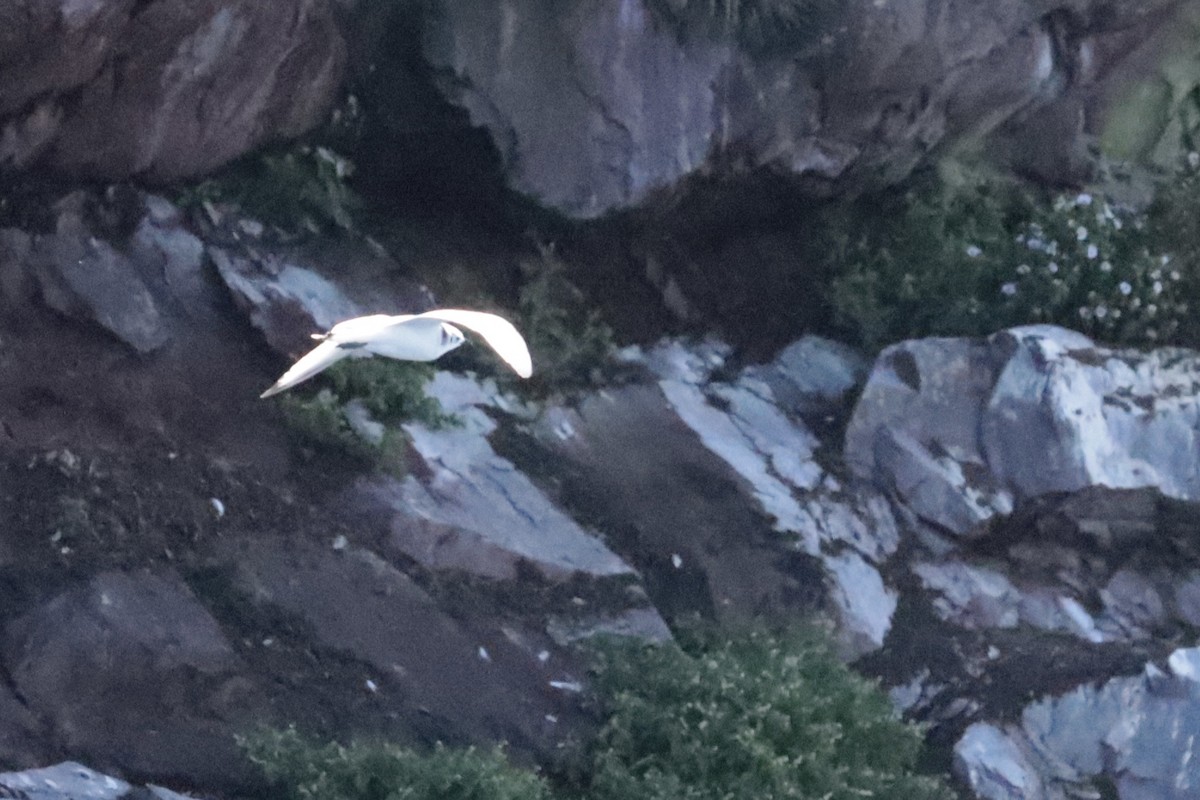 Black-legged Kittiwake - ML642691113