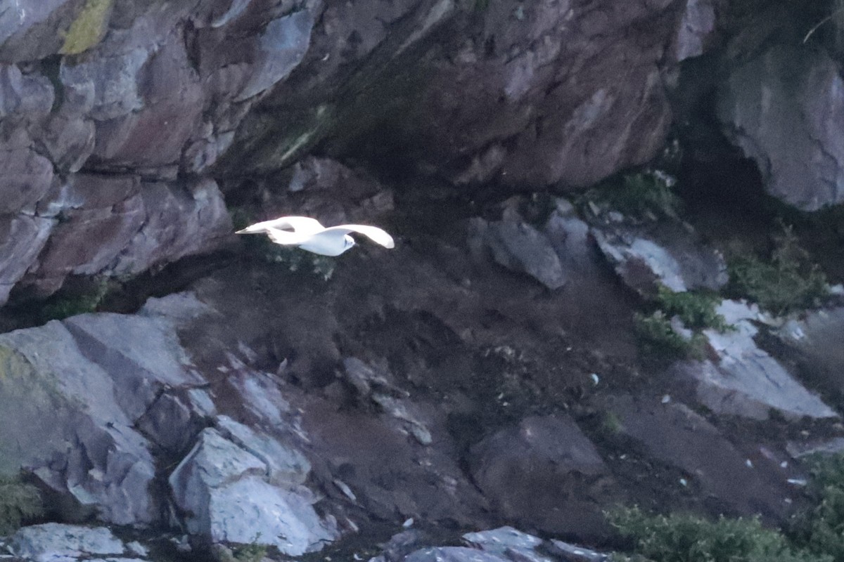Black-legged Kittiwake - ML642691114