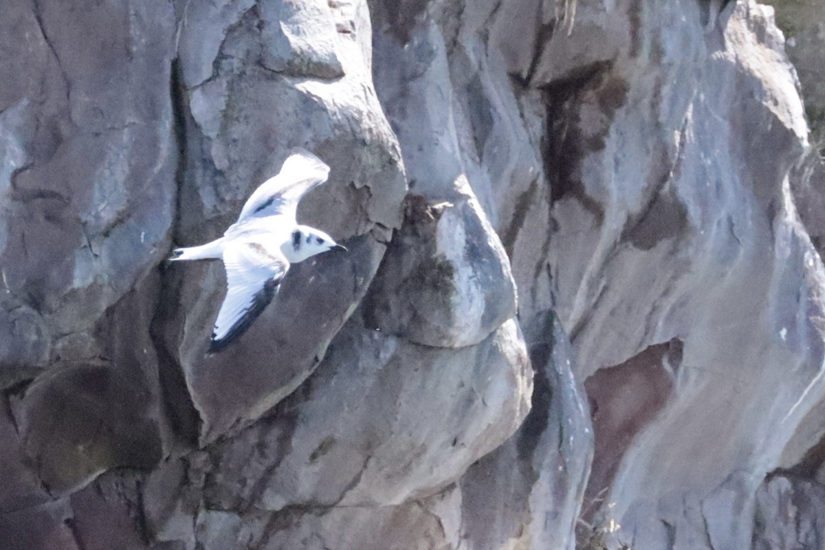 Black-legged Kittiwake - ML642691115