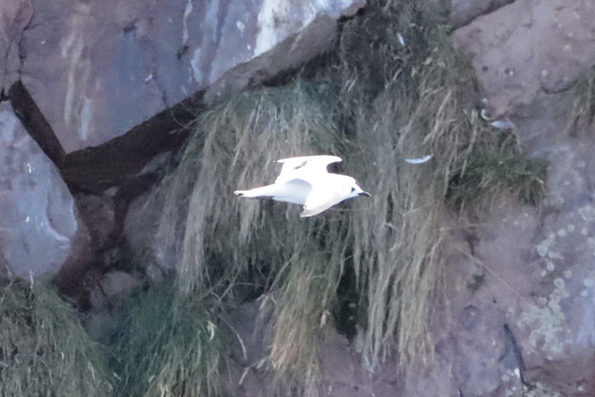 Black-legged Kittiwake - ML642691116