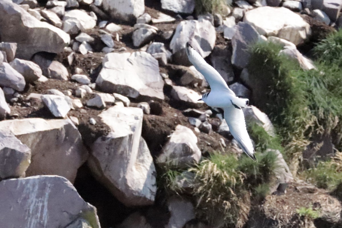 Black-legged Kittiwake - ML642691117