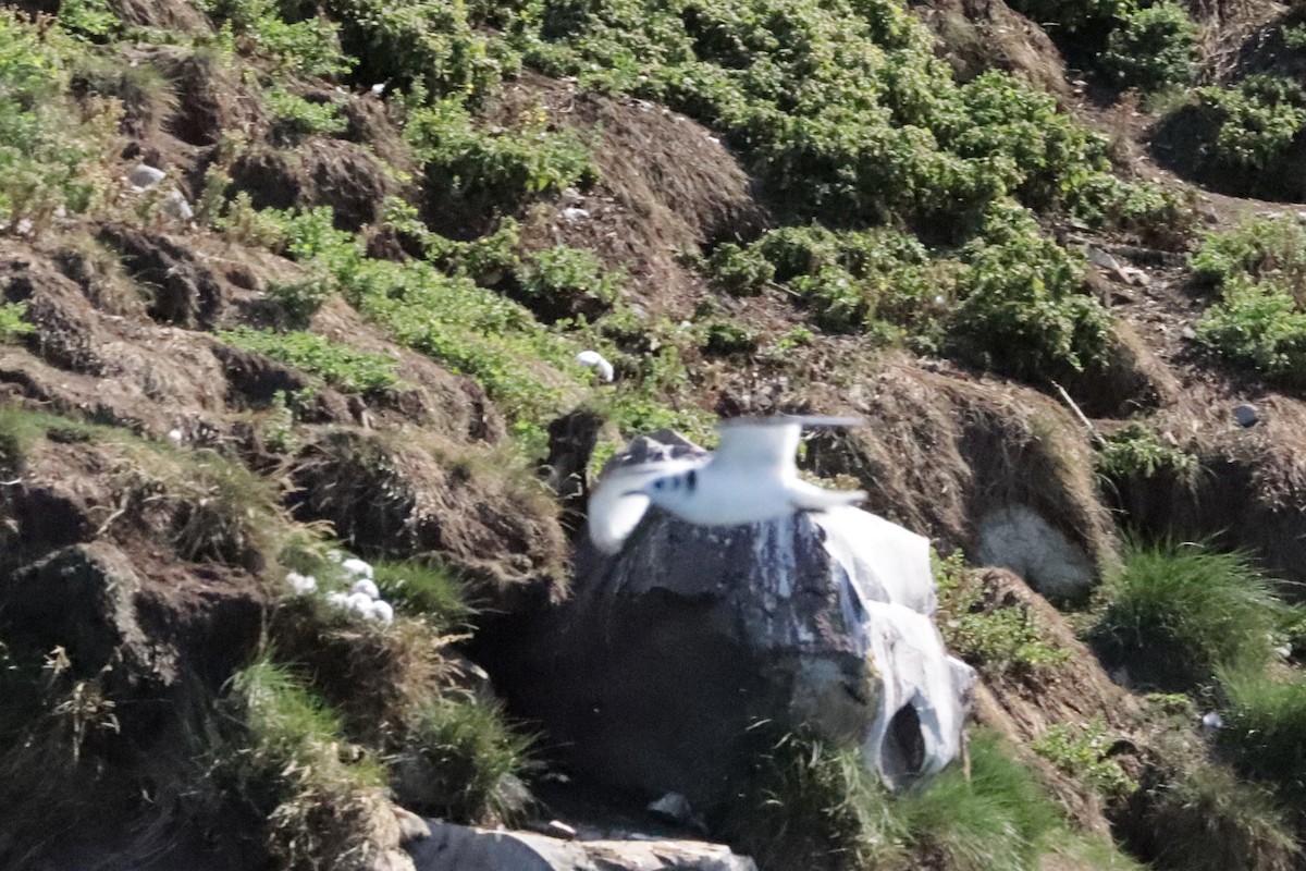 Black-legged Kittiwake - ML642691118