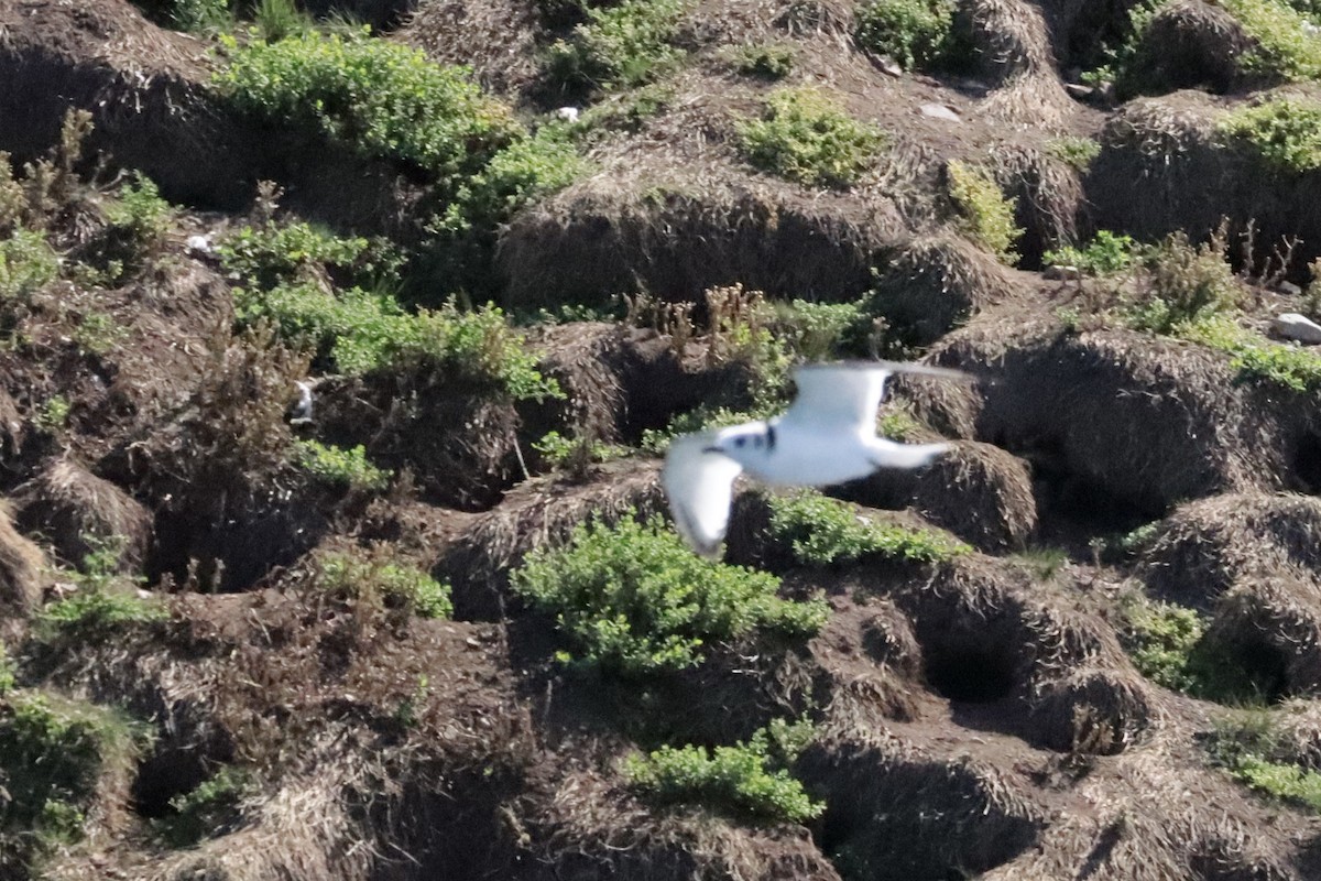 Black-legged Kittiwake - ML642691119