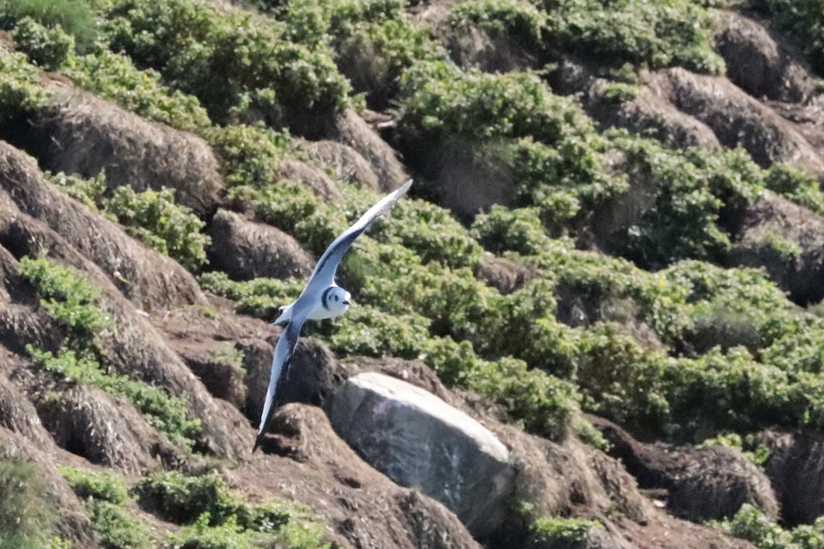 Black-legged Kittiwake - ML642691120