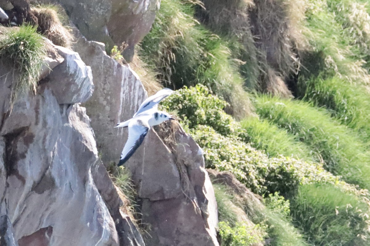 Black-legged Kittiwake - ML642691121