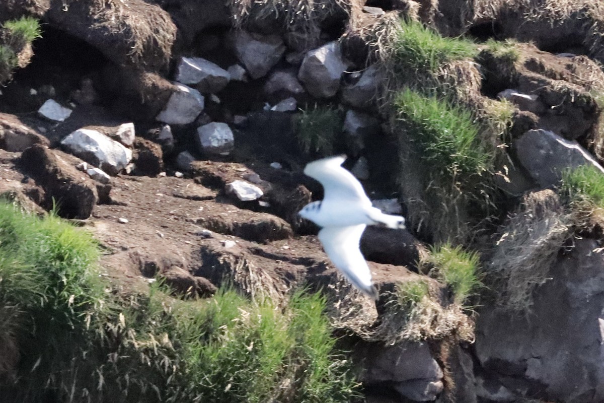 Black-legged Kittiwake - ML642691122