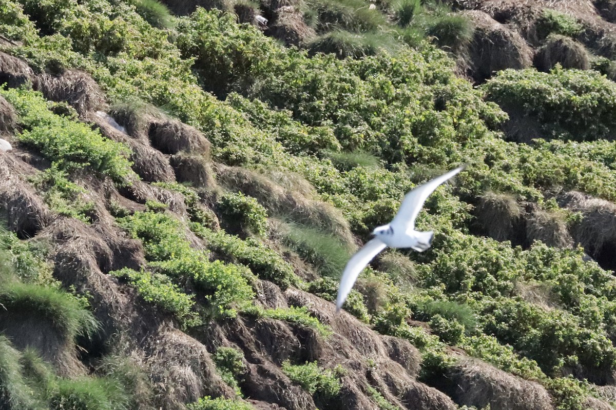 Black-legged Kittiwake - ML642691124