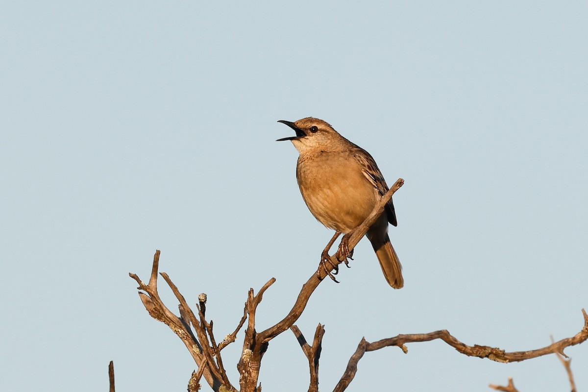 Rufous Songlark - ML642691125