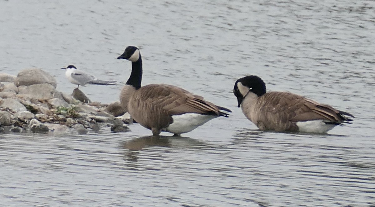 Canada Goose - ML642691126
