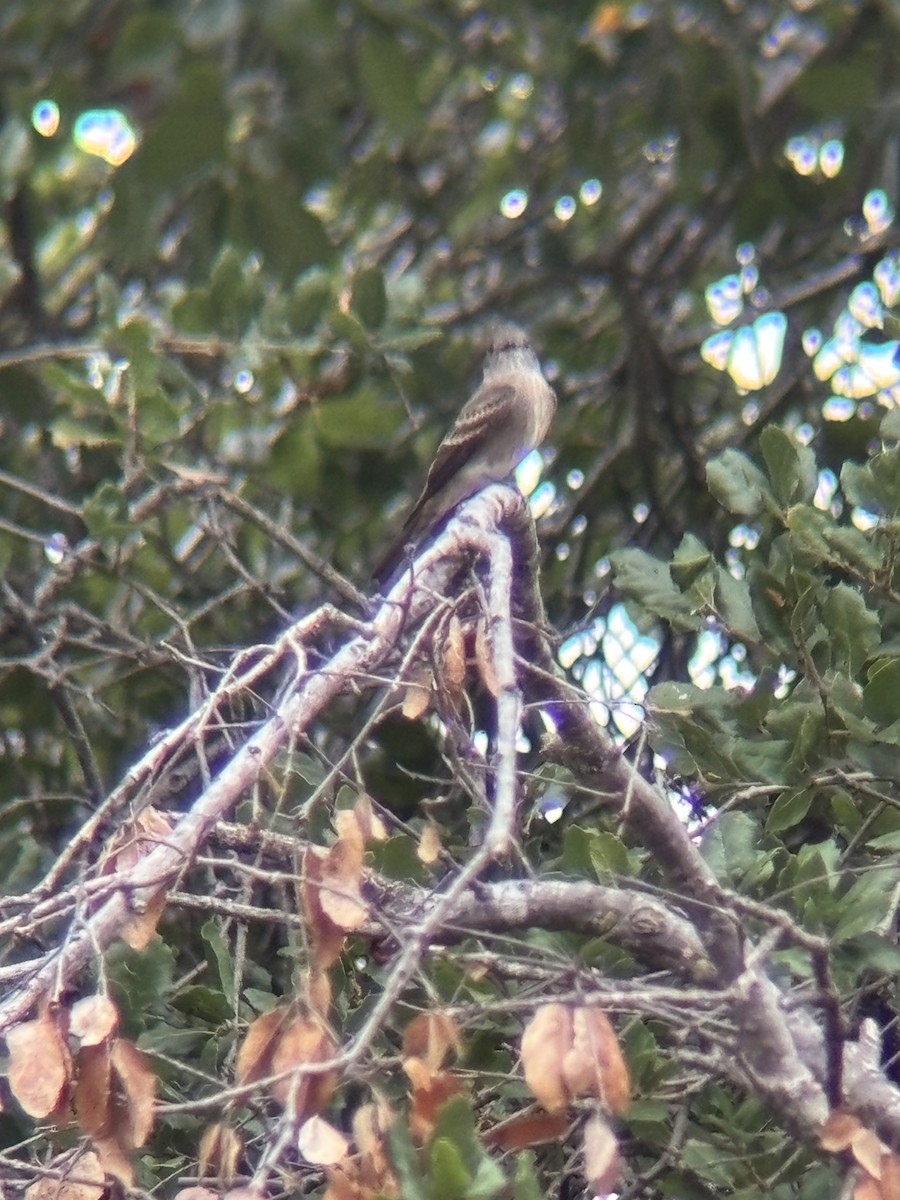Western Wood-Pewee - ML642691127