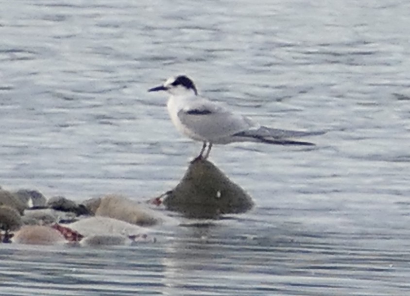 Common Tern - ML642691130