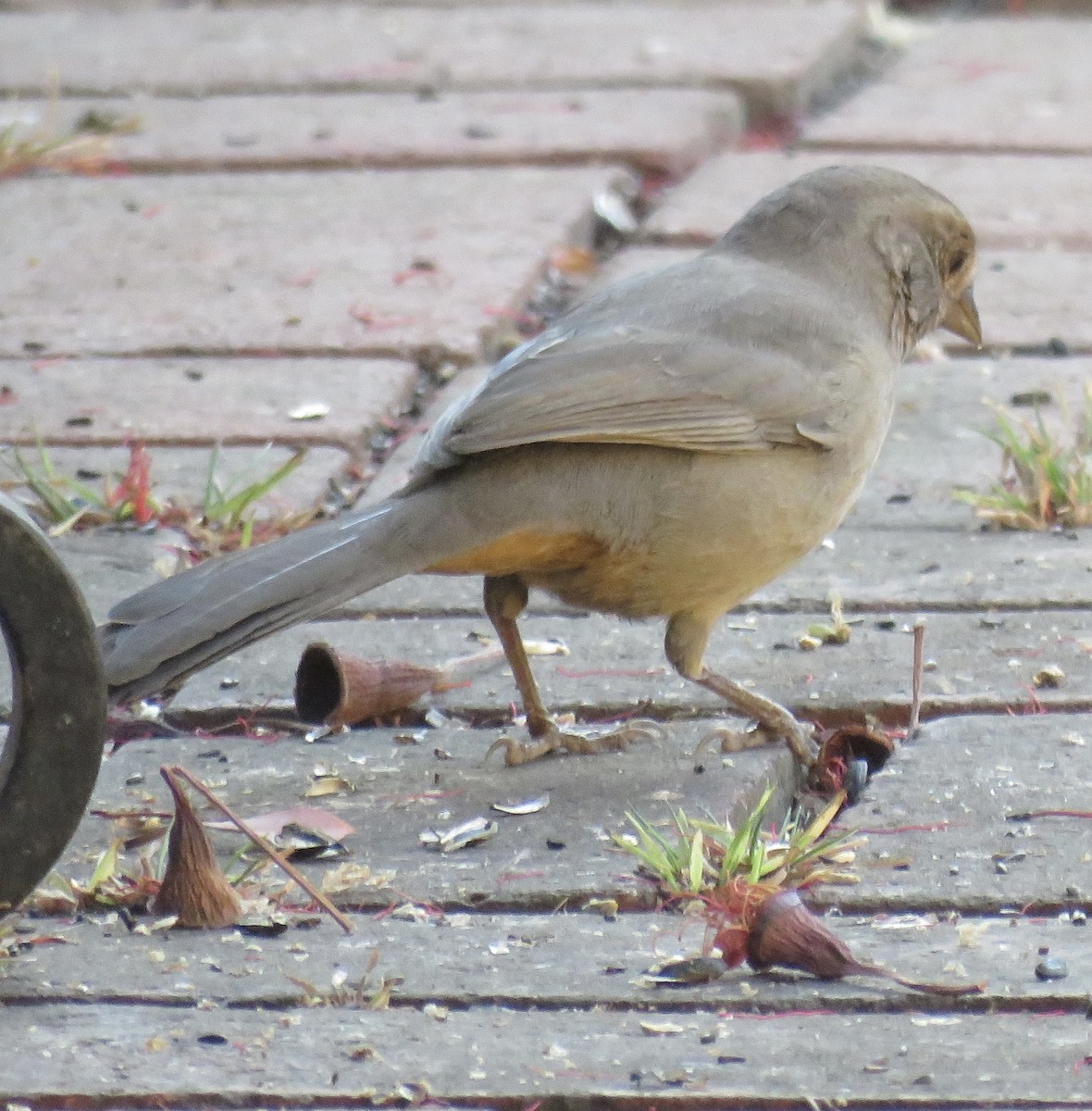 California Towhee - ML642691132